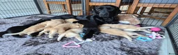 Labrador Retriever dogs for sale: KC Registered Labrador Puppies  in Dorchester - Advert 1