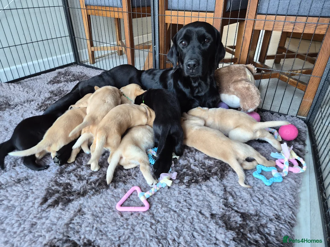 Labrador Retriever dogs for sale: KC Registered Labrador Puppies  in Dorchester - Advert 1
