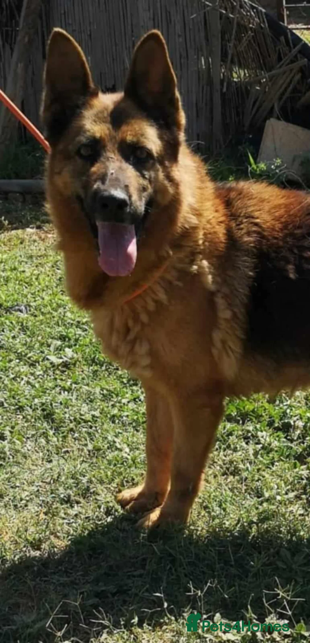 German Shepherd dogs for adoption: Meet lana 🥰🐾 - Advert 2