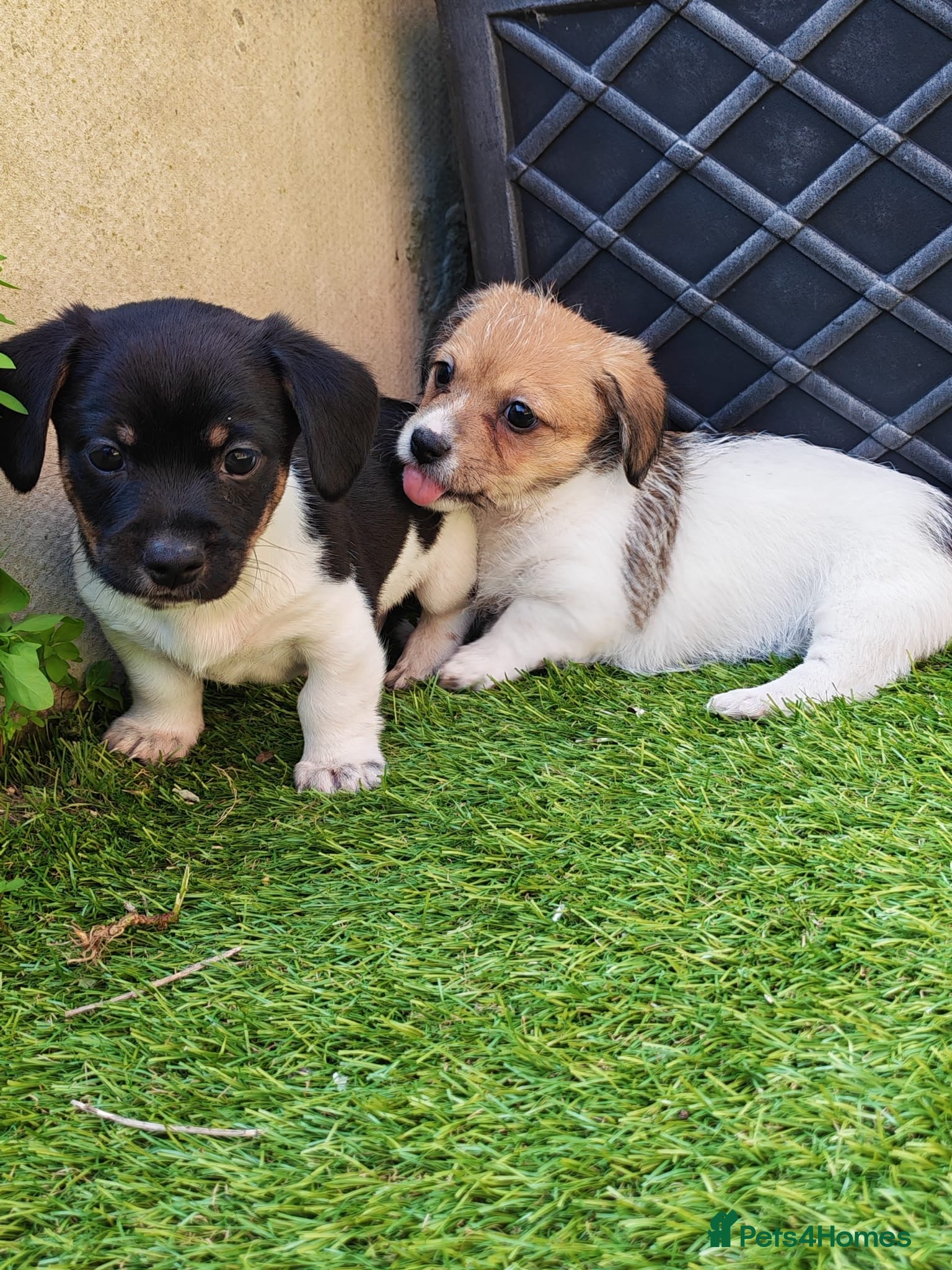 Mixed Breed dogs Mauxie ( Miniature Dachshund X Maltese )  - Advert 1