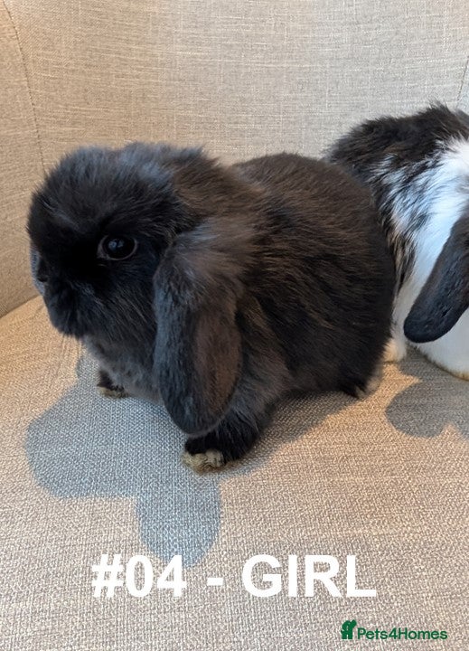 Mini Lop rabbits Exceptional Mini-Lop Female. Ready to leave now.  - Advert 8