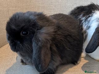 Mini Lop rabbits Exceptional Mini-Lop Female. Ready to leave now. - Advert 8
