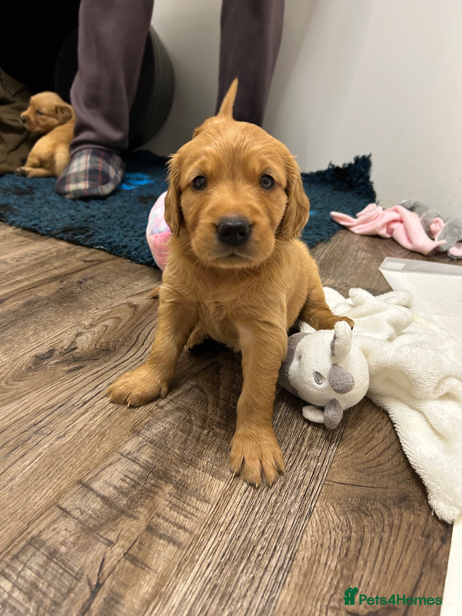 Golden Retriever dogs Beautiful litter of dark red golden retriever pups - Advert 1