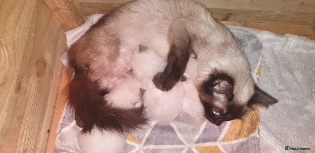 Ragdoll cats for sale: Beautiful GCCF Seal Point Kitten Available. - Advert 9