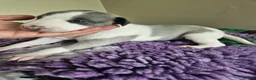 Whippet dogs for sale: Outstanding kc whippet - Advert 14