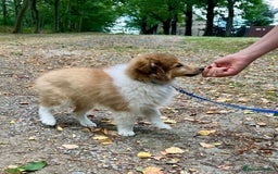 Shetland Sheepdog dogs for sale: Two Male Shetland Sheepdog pups - Image 3