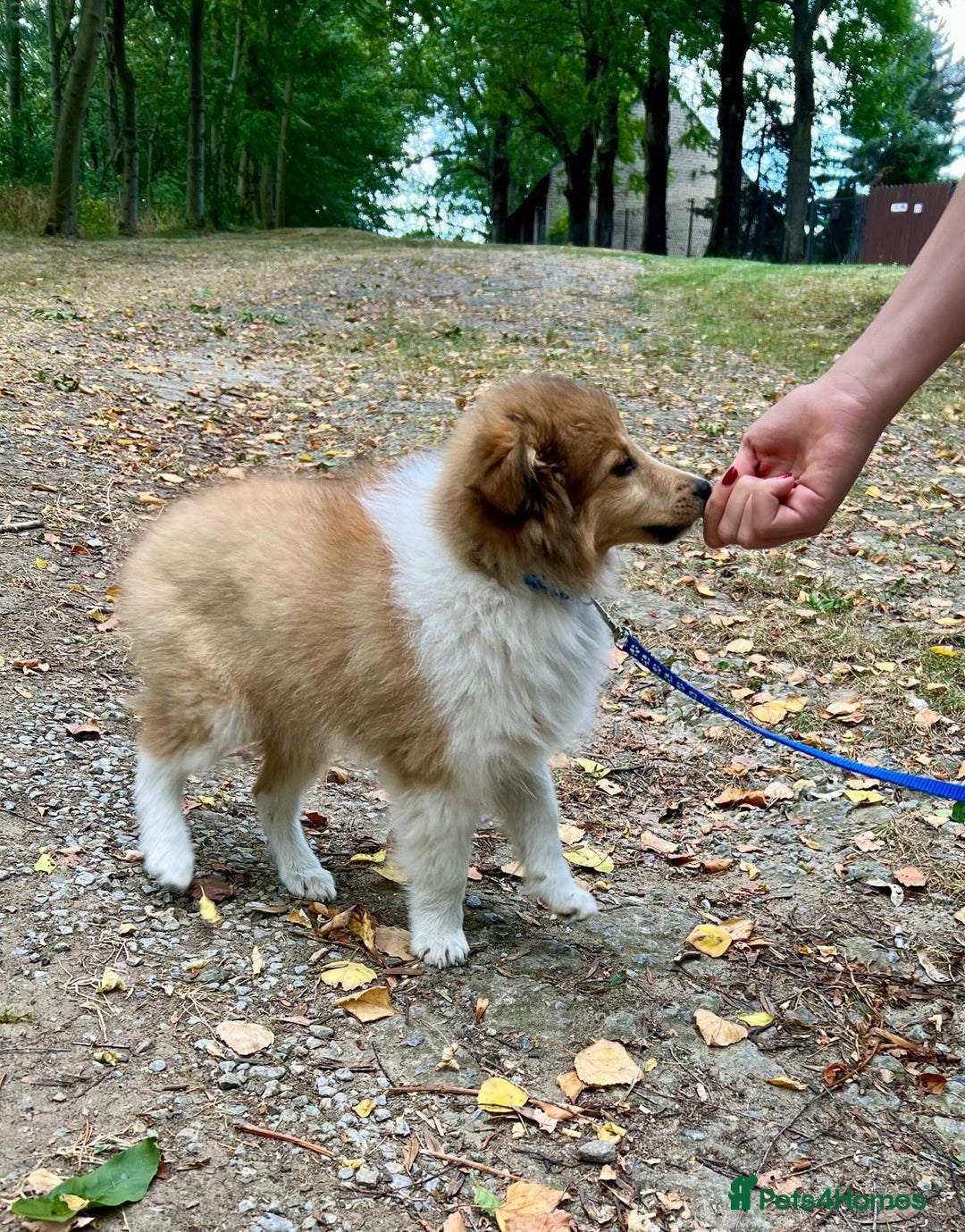 Shetland Sheepdog dogs for sale: Two Male Shetland Sheepdog pups - Image 3