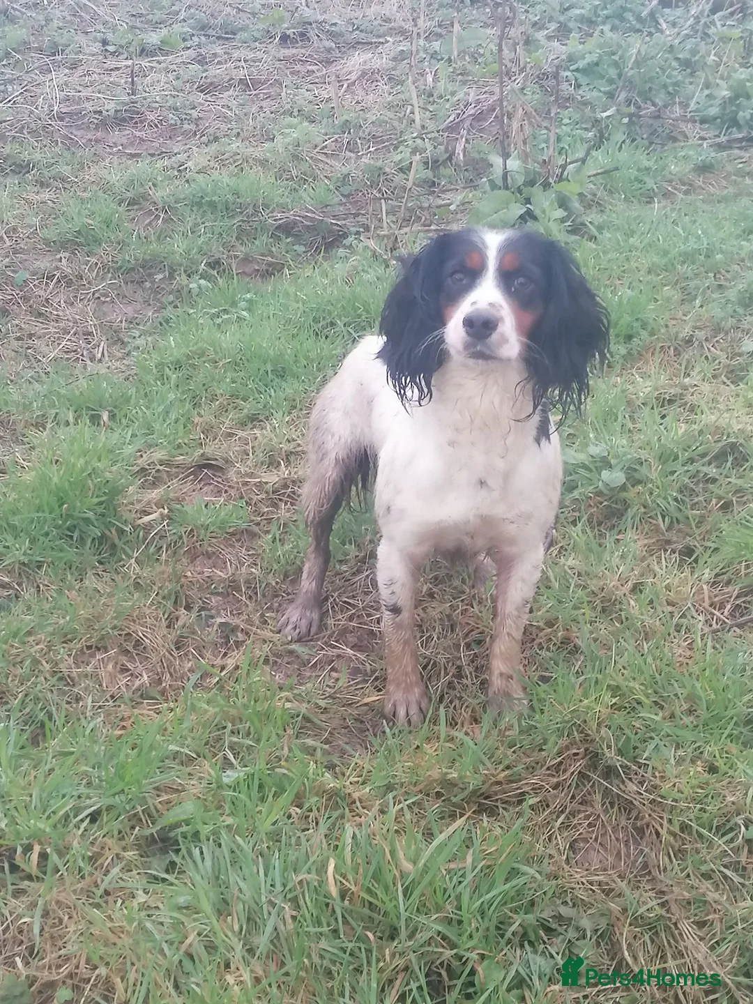 Cocker Spaniel dogs for sale: KC cocker spaniels - Advert 1