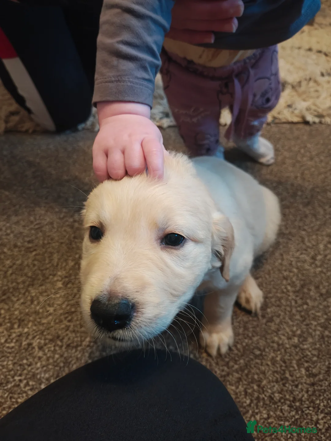 Golden Retriever dogs for sale: Only 5 gorgeous golden retriever puppies left - Advert 26