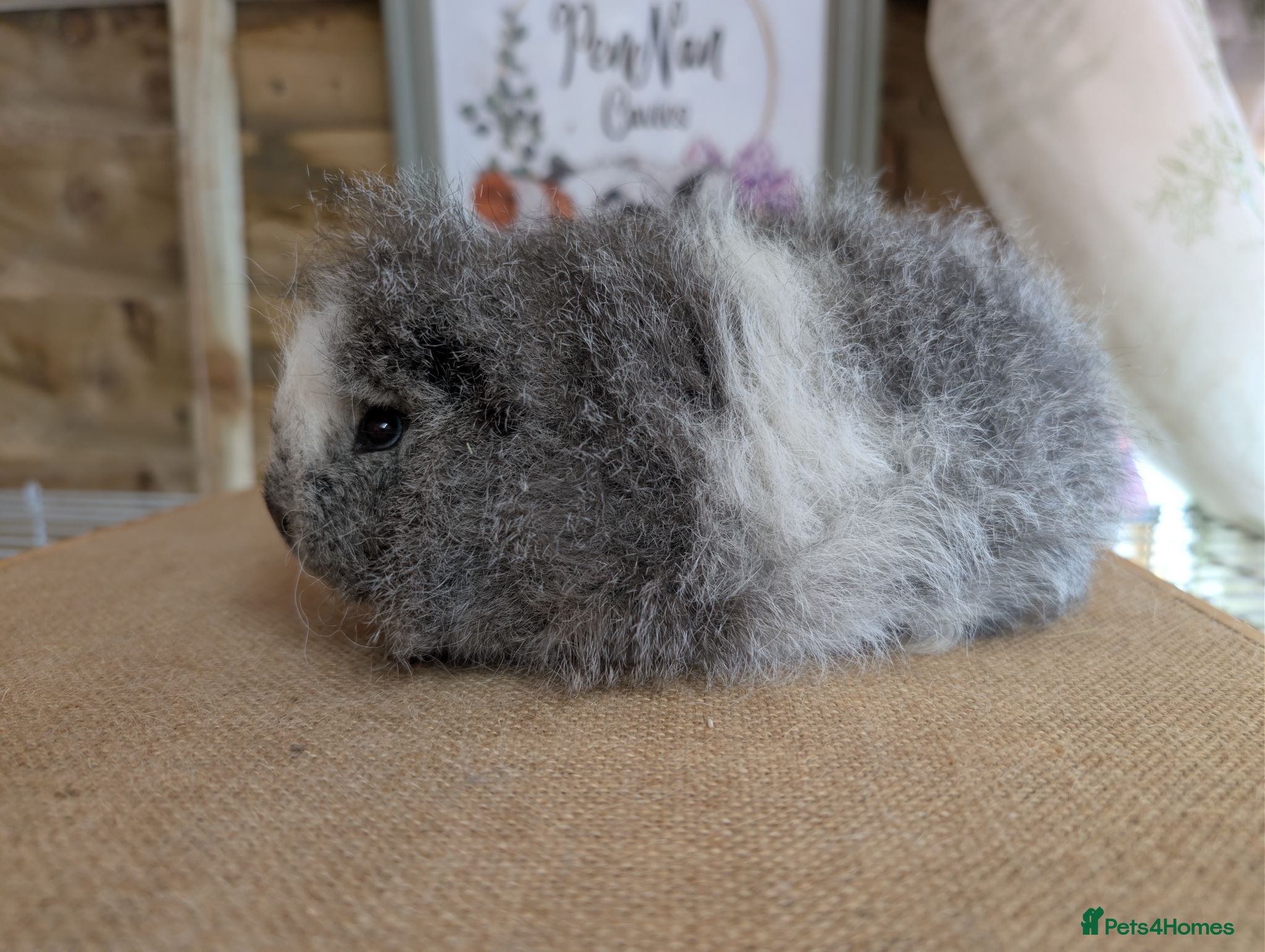 Guinea Pig rodents Swiss Guinea Pigs - Advert 2