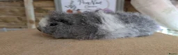 Guinea Pig rodents for sale: Swiss Guinea Pigs - Advert 1