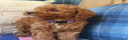 Maltipoo dogs for sale: F1bb Cotonoodle, health tested parents red apricot - Advert 4