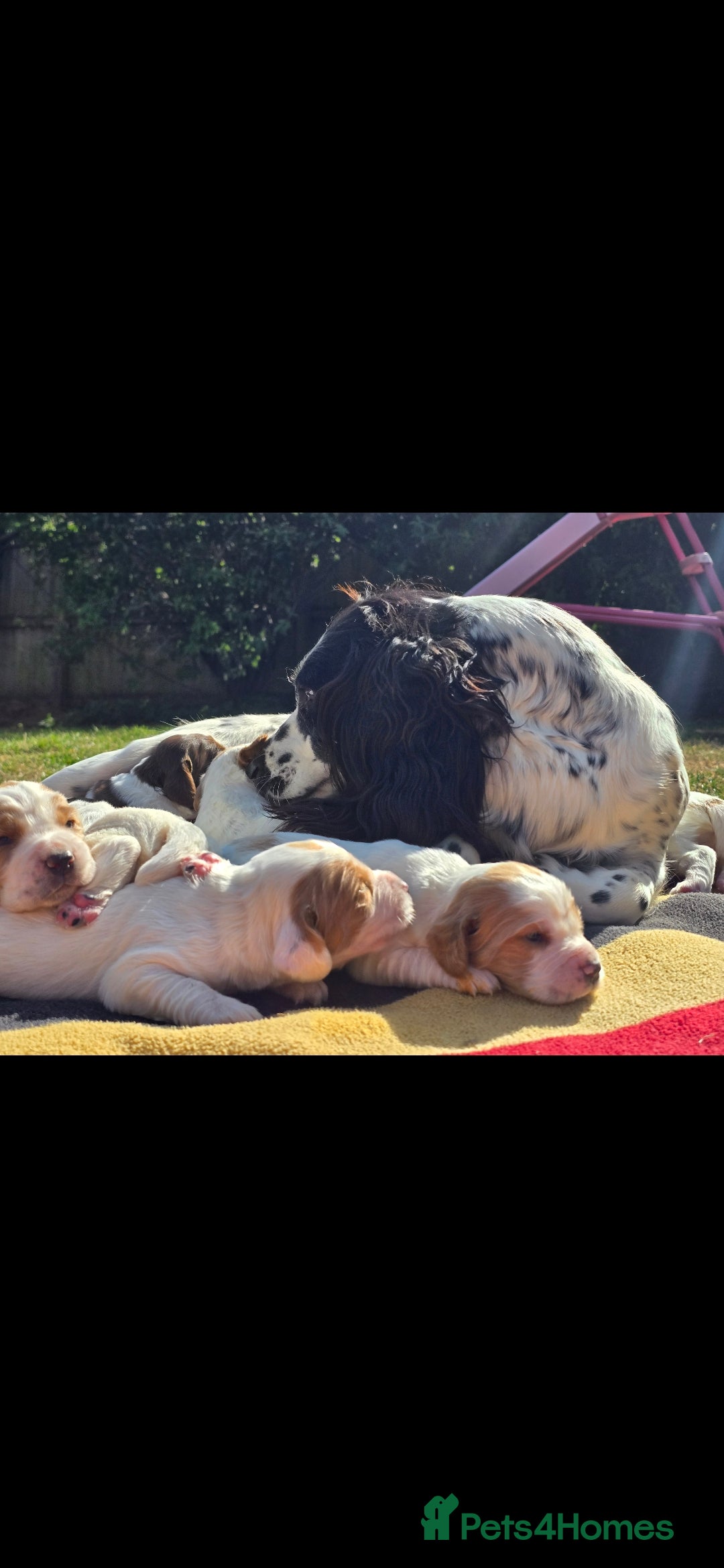 Sprocker dogs for sale: Sprockers - Image 6