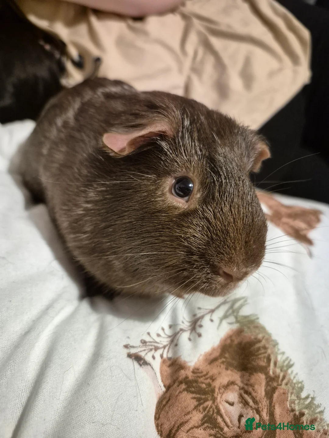 Guinea Pig rodents for sale: We need a loving home - Advert 7
