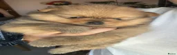 Pomeranian dogs for sale: Small pedigree puppies - Advert 2