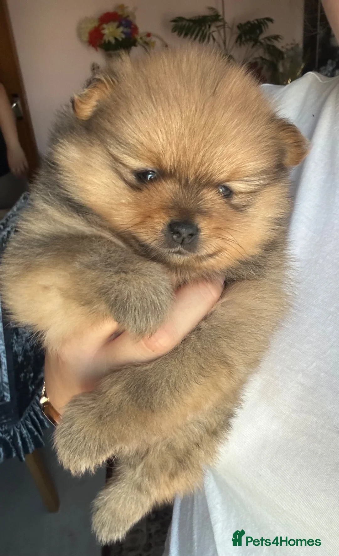 Pomeranian dogs for sale: Small pedigree puppies - Advert 2