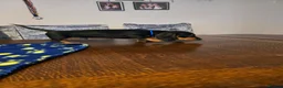 Dachshund dogs for sale: Beautiful short hair dachshund puppies in Bournemouth - Advert 9