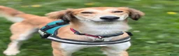 Saluki dogs for adoption: Falkor - Advert 4