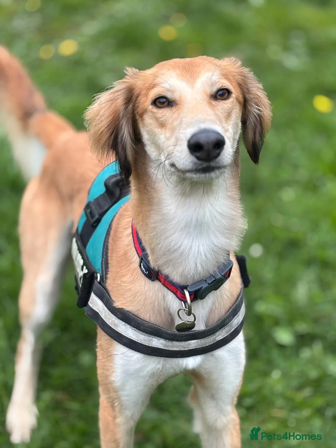Saluki dogs for adoption: Falkor - Advert 4