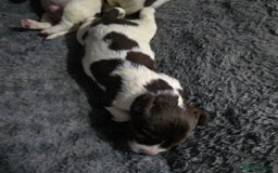 English Springer Spaniel dogs for sale: Stunning Pedigree Registered Pups - Image 18
