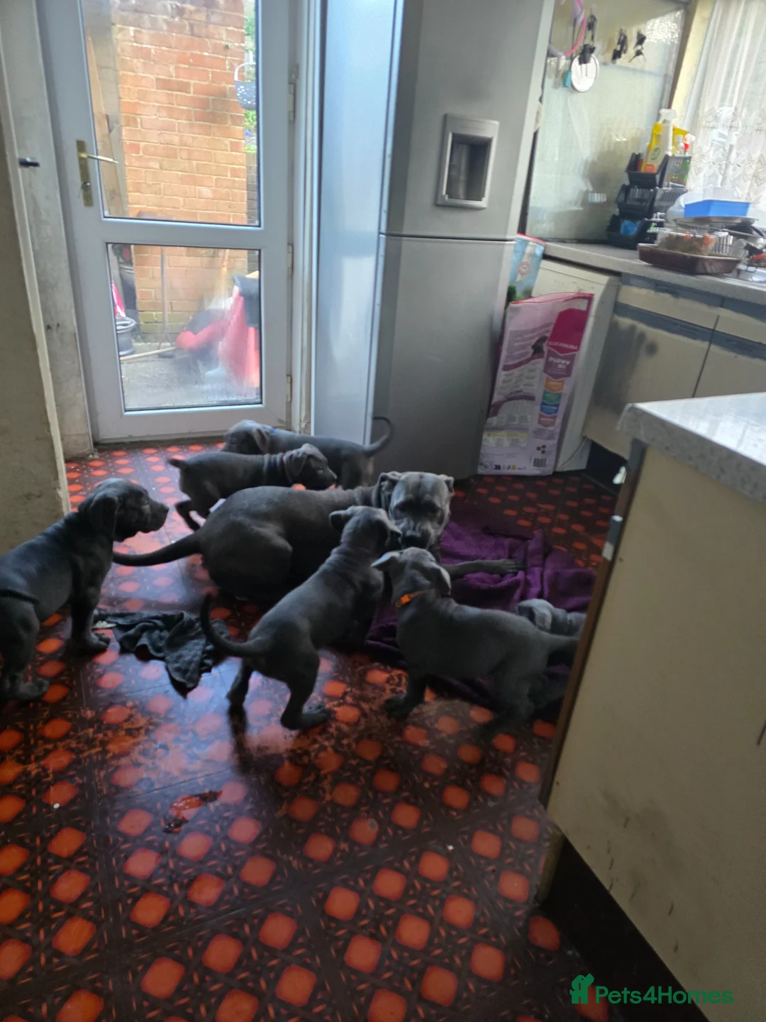 Cane Corso dogs for sale: Blue cane corso in Port Talbot - Advert 2