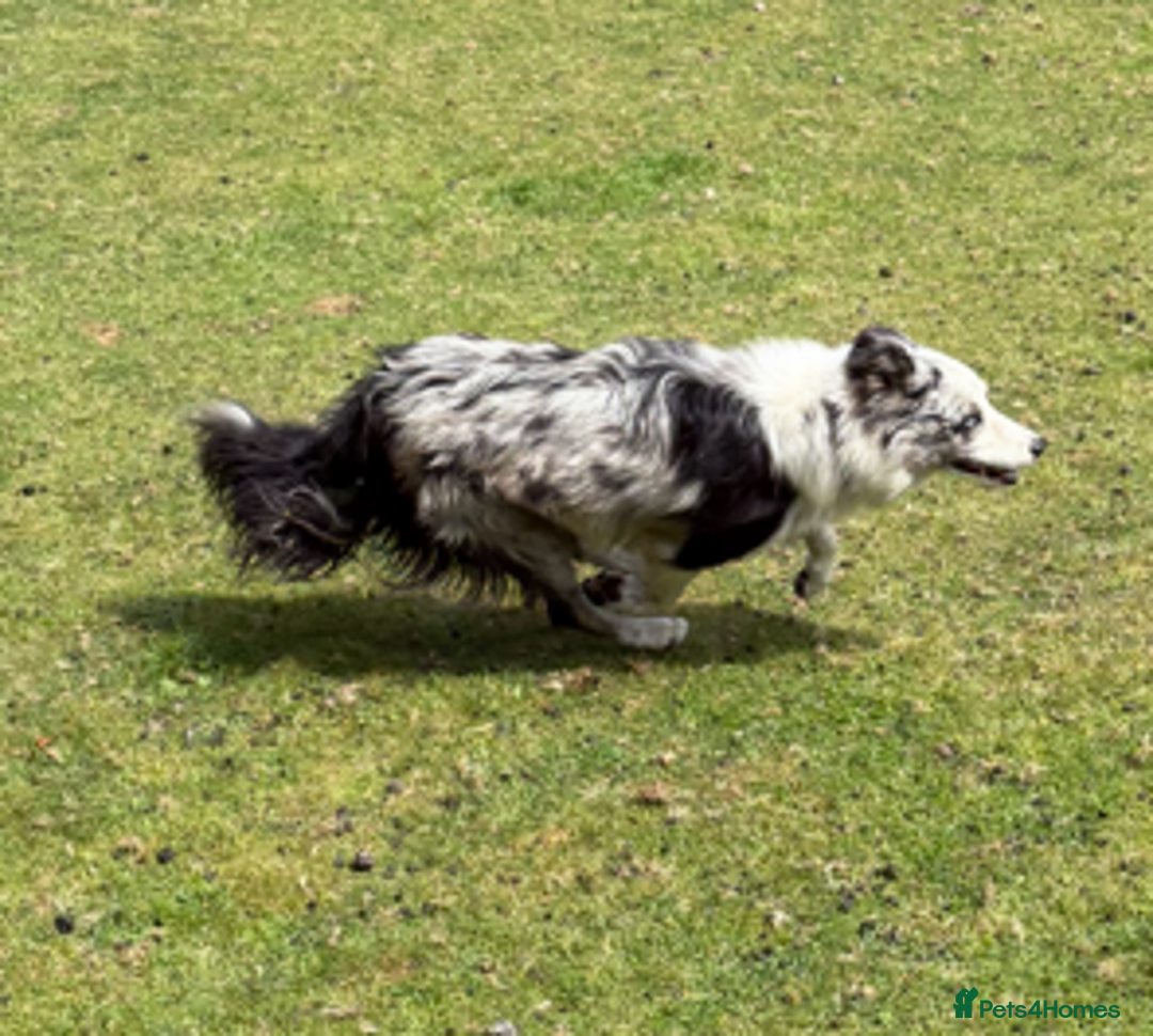 Border Collie dogs for stud: ISDS/KC Registered Blue Merle in Pontypool - Advert 9