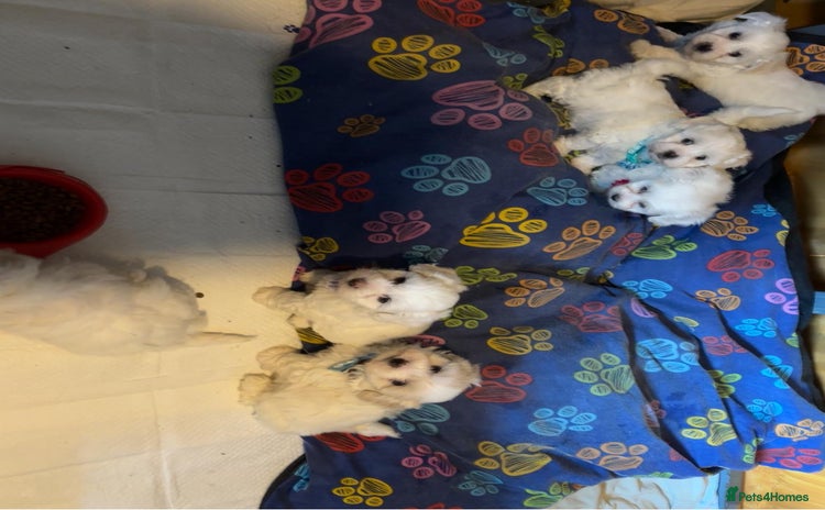 Bichon Frise dogs - Advert 1