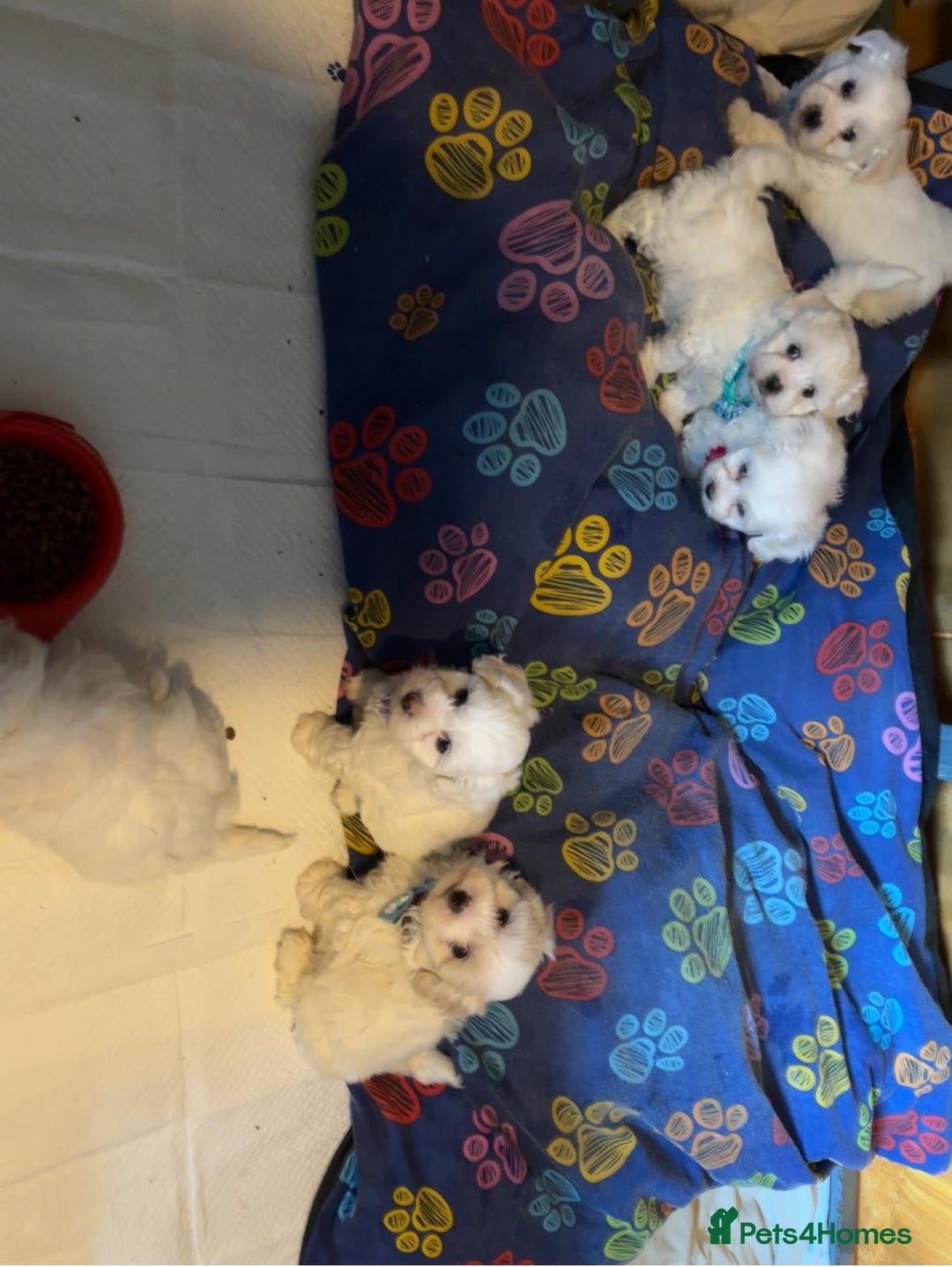 Bichon Frise dogs for sale: 7 gorgeous pure Bichon puppies  - Image 1