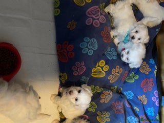 Bichon Frise dogs - Advert 2