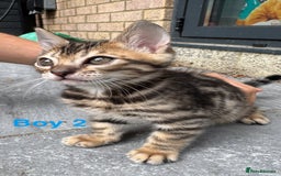 Bengal cats for sale: 4 Beautiful Bengals for sale  - Image 7