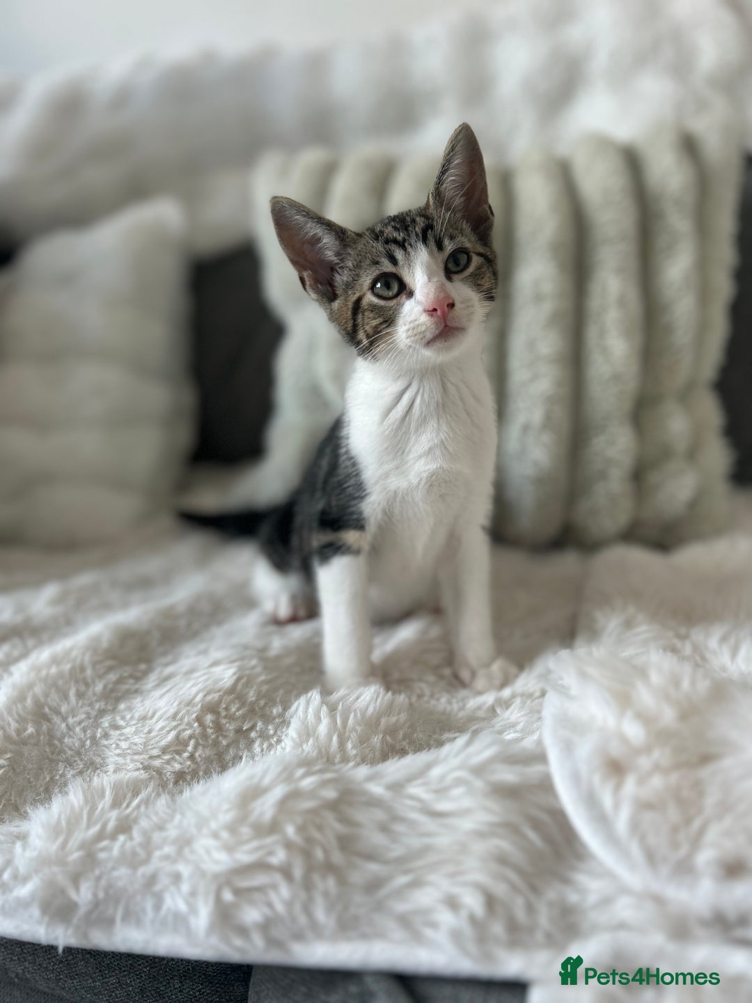 Bengal cats for sale: Beautiful READY NOW - Image 13