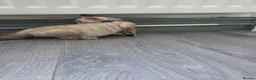 Bengal cats for sale: ACTIVE SNOW BENGAL KITTEN BLUE EYES TICA REGISTER - Advert 7