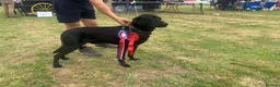 Labrador Retriever dogs for stud: Kc black Labrador for stud  in Ripley - Advert 11