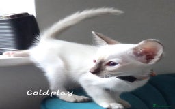 Oriental cats for sale: 8 supersoft GCCF registered Oriental kittens  - Image 11