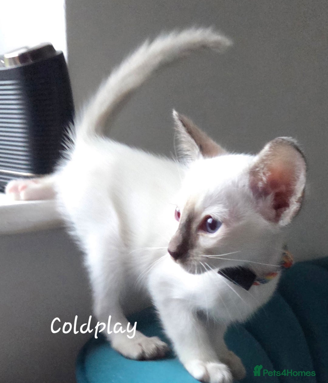 Oriental cats for sale: 8 supersoft GCCF registered Oriental kittens  - Image 11