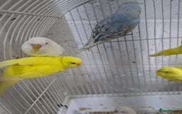 Budgerigars birds for sale: White and Yellow Budgies with Red Eyes - Image 3