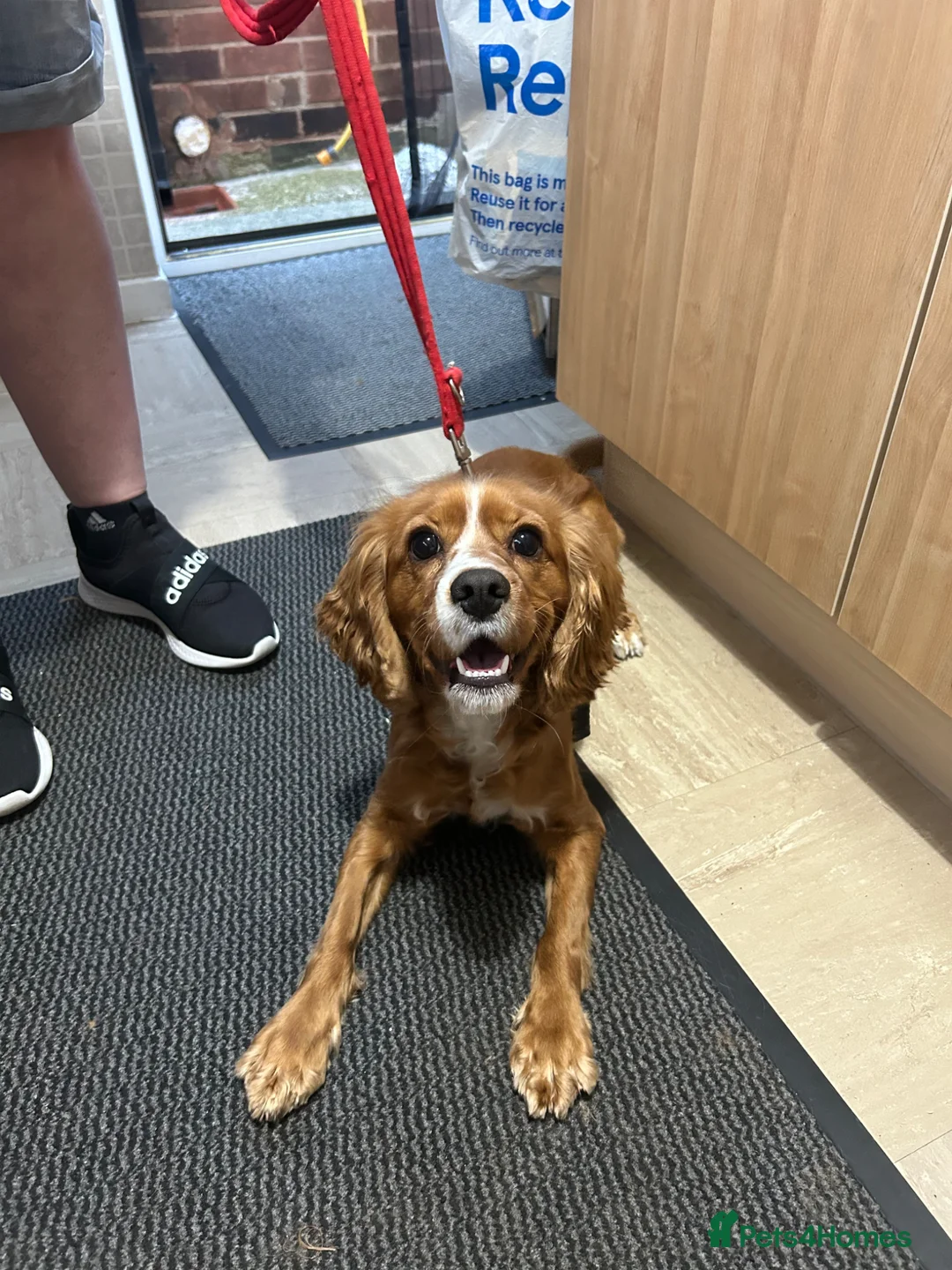 Mixed Breed dogs for stud: Cockalier stud in Alfreton - Advert 2