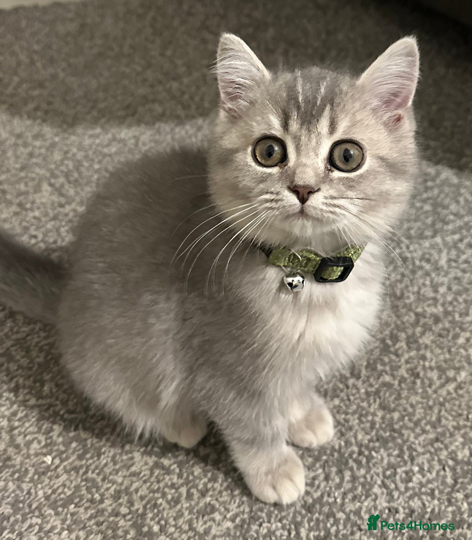 British Shorthair cats ⭐️TICA registered British Shorthair kittens⭐️ - Advert 4