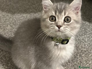 British Shorthair cats ⭐️TICA registered British Shorthair kittens⭐️ - Advert 1