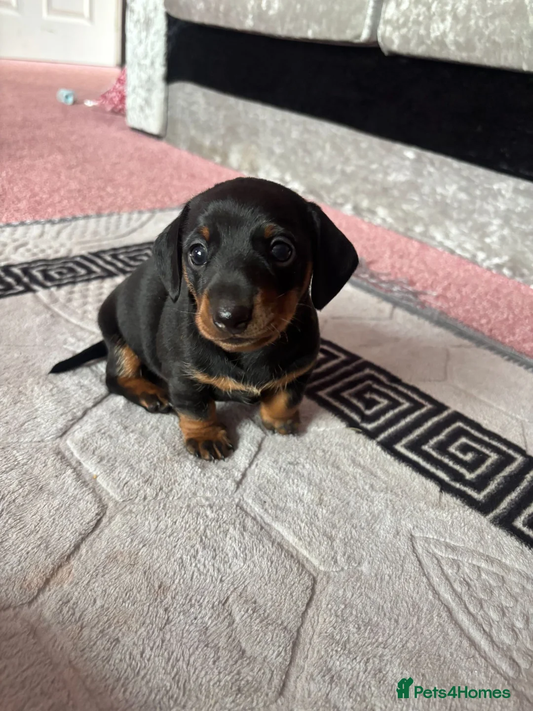 Miniature Dachshund dogs for sale: Male Minature Dachsund - Advert 5