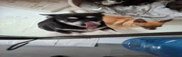 Chihuahua dogs for sale: Little puppy - Advert 2
