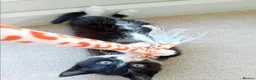 Mixed Breed cats for sale: 2 male tuxedo kittens in Brighton - Advert 2