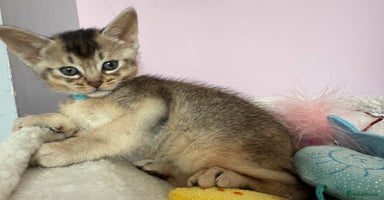 Abyssinian cats - Advert 1