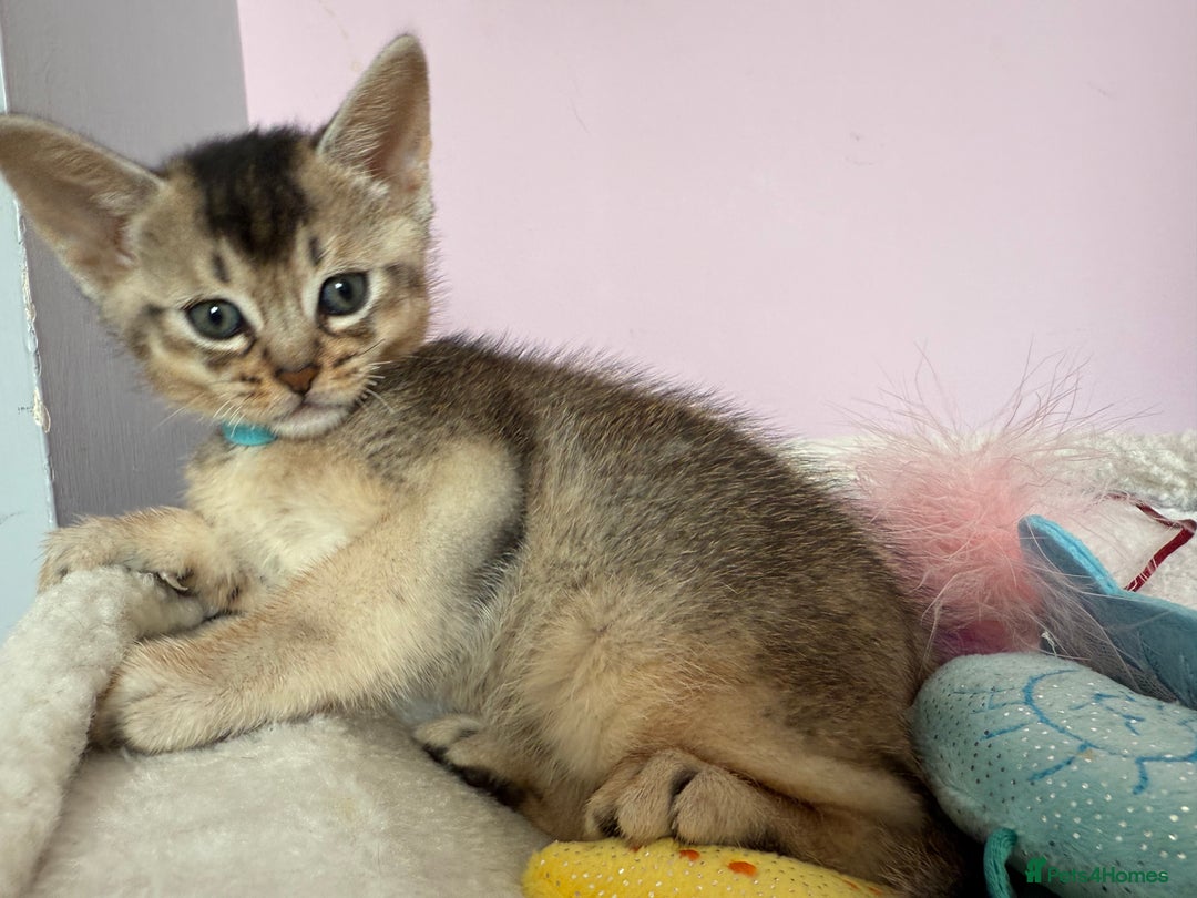 Abyssinian cats for sale: TICA reg Abyssinian sweet kittens rare colours  - Image 4