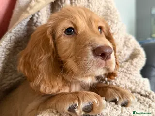 Sprocker dogs Beautiful Cocker Sprocker Pups - Advert 11