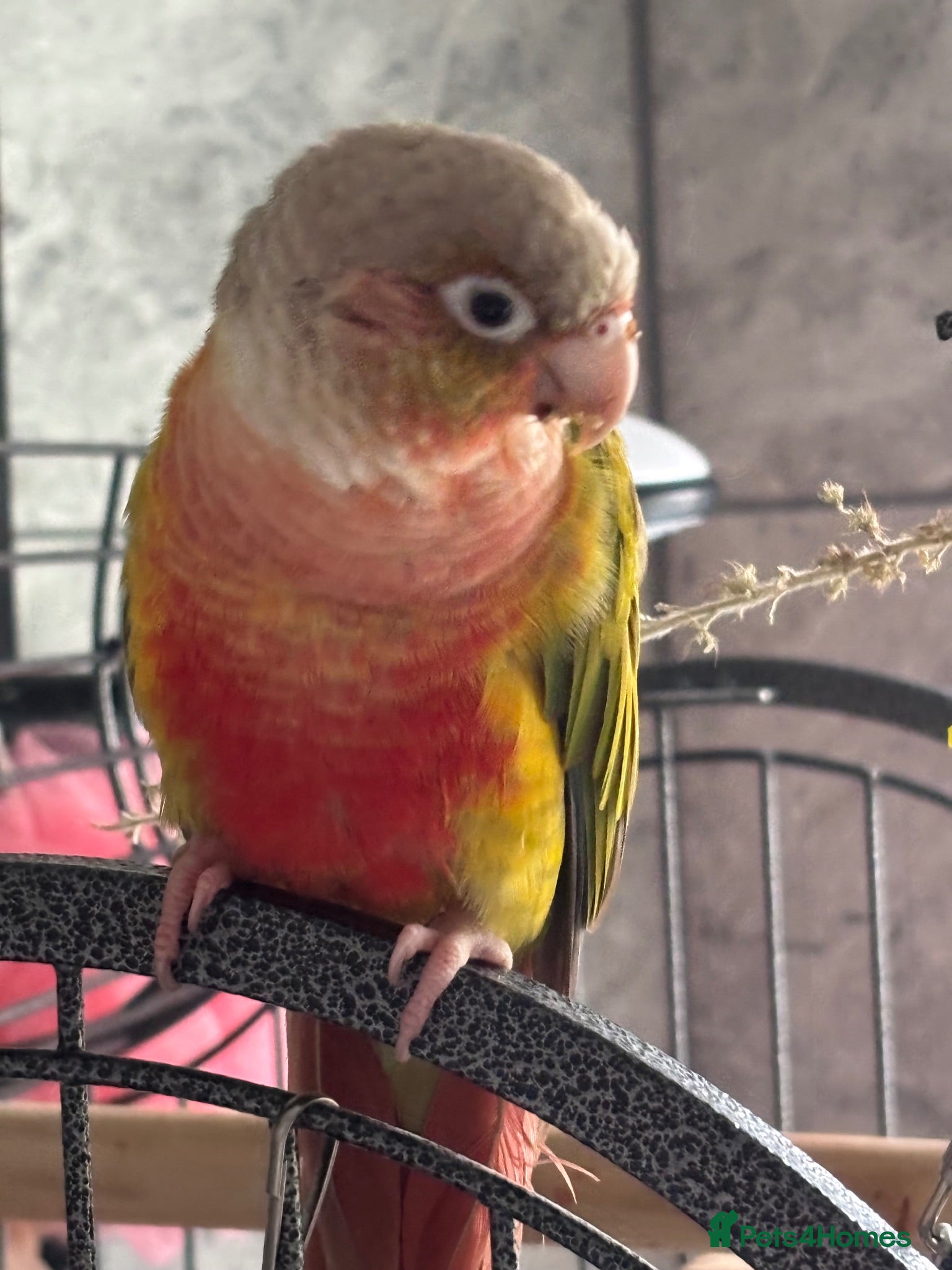 Conures birds Two conures for sale unsure of sex - Advert 12