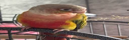 Conures birds for sale: Two conures for sale unsure of sex in Dunmow - Advert 1