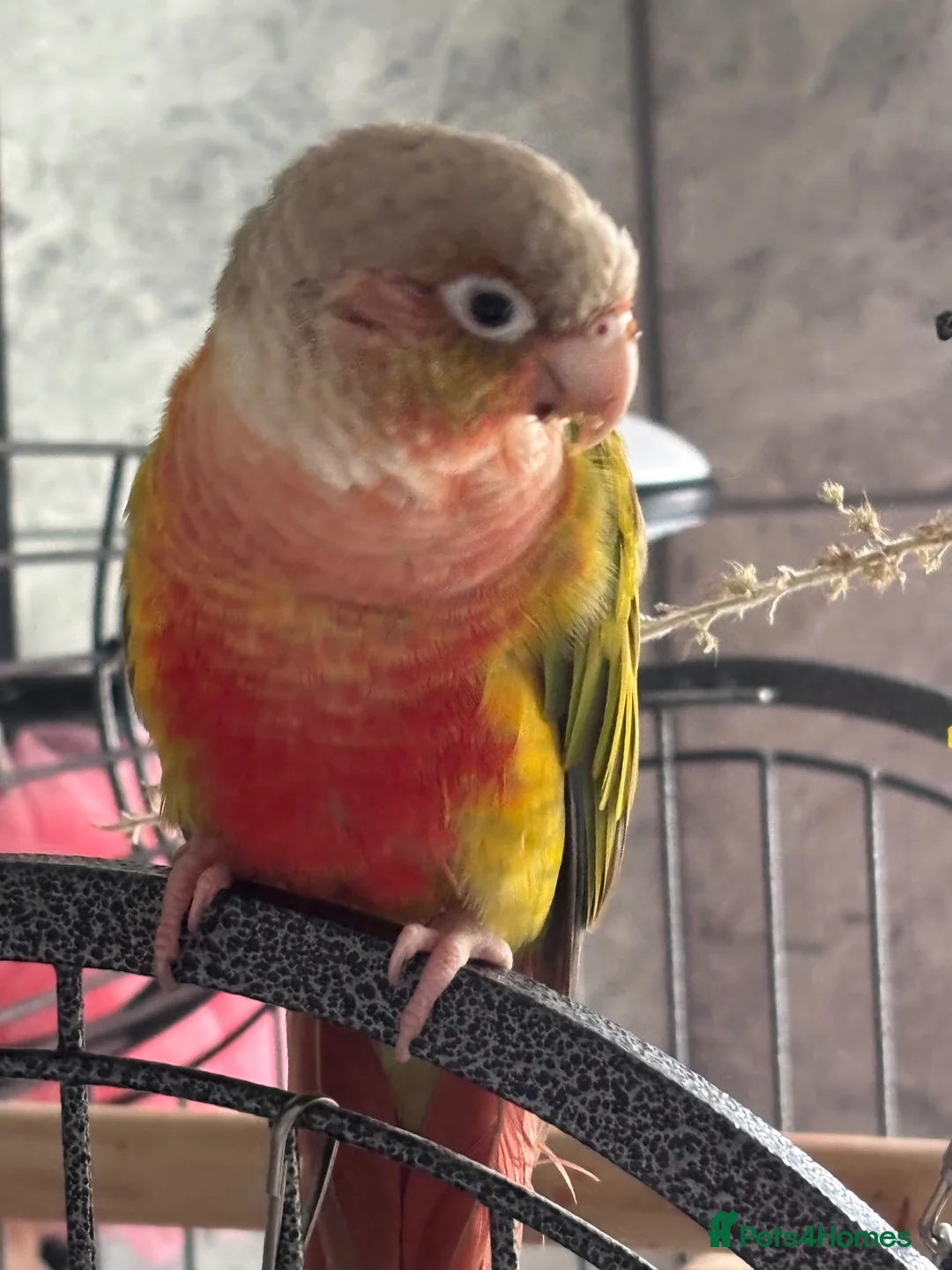 Conures birds for sale: Two conures for sale unsure of sex in Dunmow - Advert 1