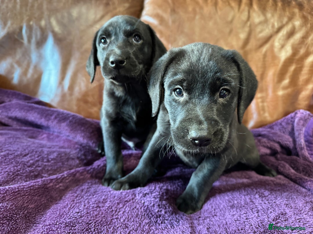 Labrador Retriever dogs for sale: Black Labrador Puppies, 5* Licensed Breeder - Advert 20