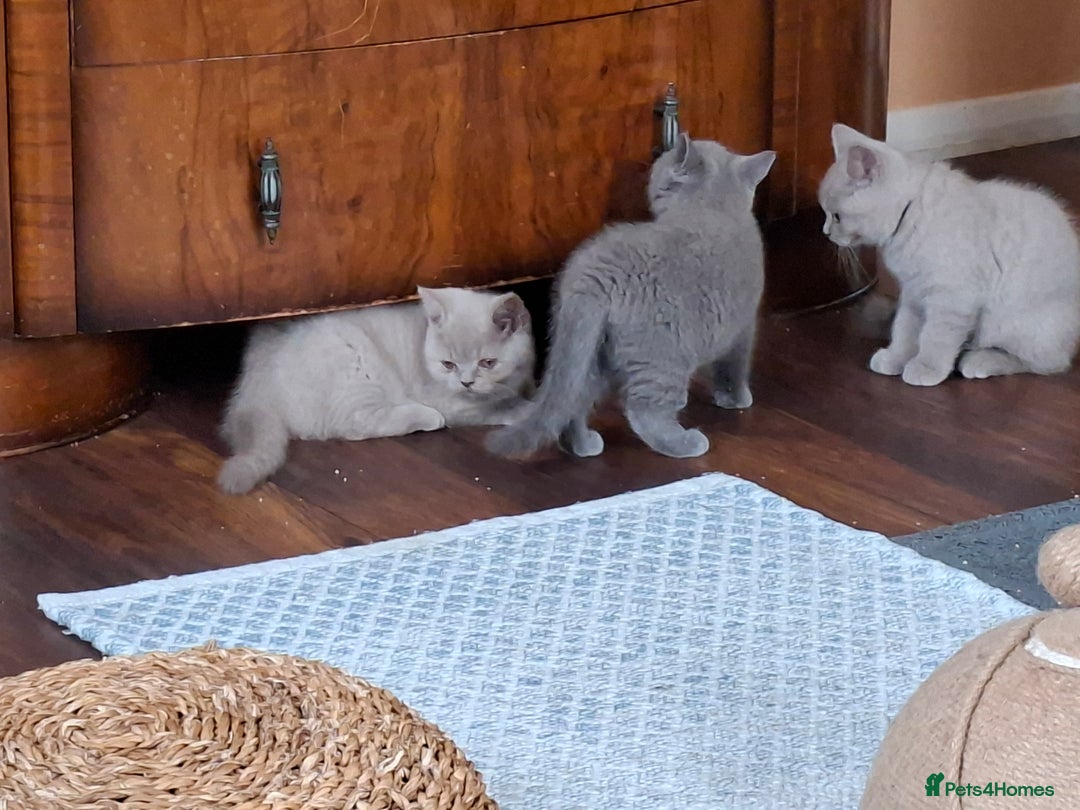 British Shorthair cats for sale: British Blue Short-hair 4 kittens for sale  - Image 15